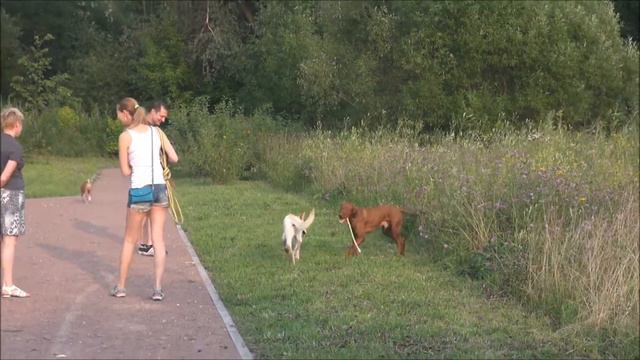 Собаки Сетунь. Видео о венгерской легавой. смотреть онлайн