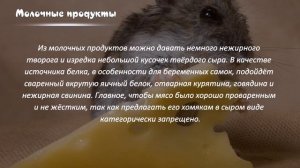 КАК УХАЖИВАТЬ ЗА ХОМЯКОМ HOW TO CARE FOR A HAMSTER