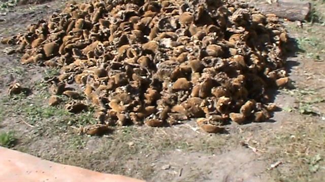 Шелушим подсолнух, выбиваем семечку подсолнуха / beat out a sunflower seed смотреть онлайн