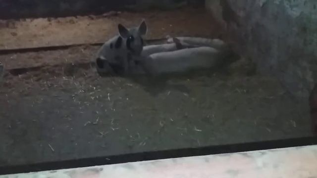 Мои поросята злодеи!