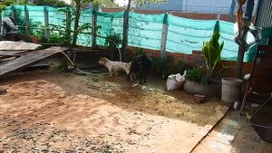 Rural Dogs Meeting Successful On Time 2023