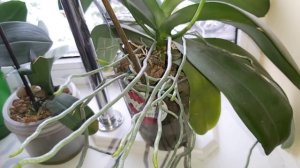 Орхидея дикий кот (Wild cat) рассказываю о всех секретах ухода/ Вечно цветущая орхидея