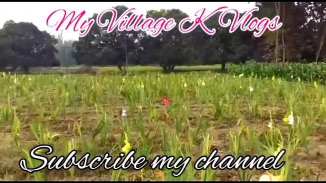 Gladiolus Flower Plant | смотреть онлайн