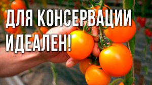 Лучший томат для консервации, маринования. Томат Золотой амулет для открытого грунта и теплиц.