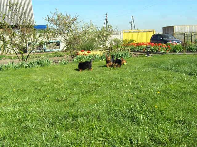 Silky, Australian terrier puppies, mini pincher