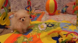 В ПРОДАЖЕ/ Щенок шпиц померанский супер мини/Цыпа/купить/продать/POMERANIAN THE CUTEST DOGS.