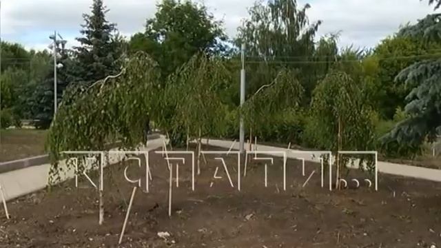 Березка по цене бюджетного автомобиля - в Московском районе сотни тысяч рублей закапывают в землю смотреть онлайн