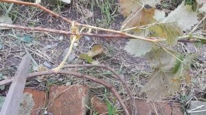 .Если лоза не вызрела.