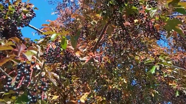 Золотая осень на Кубани. Переезд на юг . Мои хризантемы шаровидные, корейские, высокорослые. смотреть онлайн