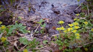 Foraging for early spring grees: 5 delicious ways to eat golden saxifrage