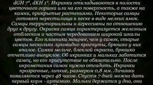 Аквариумная рыбка Бадис бадис