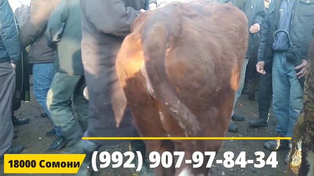 Мол Бозор Душанбе Ленинский Район Гови Гусаладор ва гуночинхо Бехтарин ширте @MegaBozoR