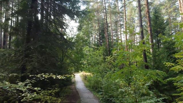 Утро в сосновом лесу смотреть онлайн