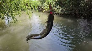 Ловим Сома На Блесну Рыбалка в Дагестане