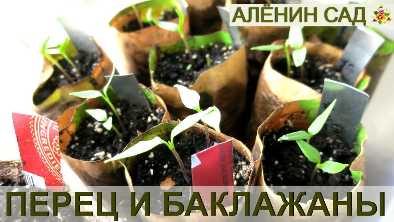 ОБЗОР ВСХОДОВ ПЕРЦА И БАКЛАЖАНОВ  Выращивание перца и баклажанов