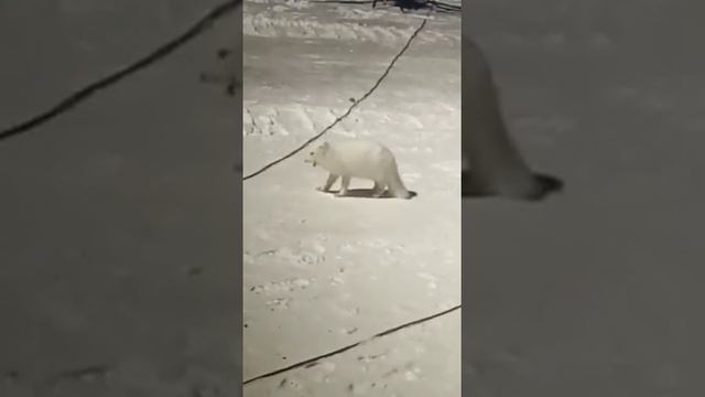 Подкормить животное смотреть онлайн