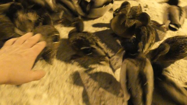 ДИКИЕ УТОЧКИ!!! МОРОЗ,-17°ХОЛОД.,.ГОЛОД,..vitebsk,.. 2016 g. смотреть онлайн