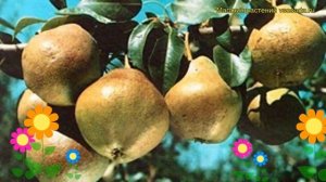 Груша обыкновенная Любимица Яковлева. Краткий обзор, описание pyrus communis Liubimitca Iakovleva