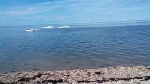 Как надо купаться в Гудзоновом заливе