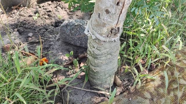 Яблоня, короед. Ствол дерева после удаления короеда. смотреть онлайн