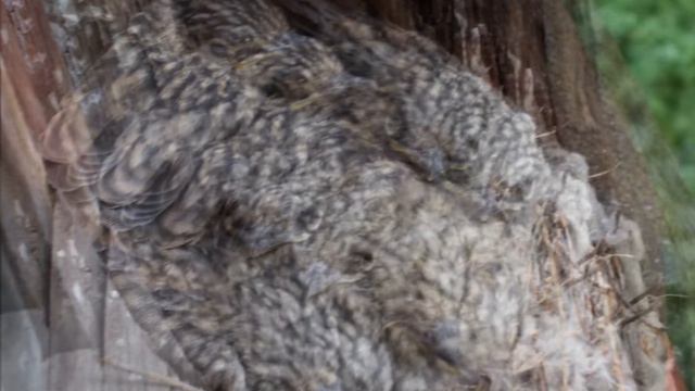 Птенцы в гнезде на моем окне. смотреть онлайн