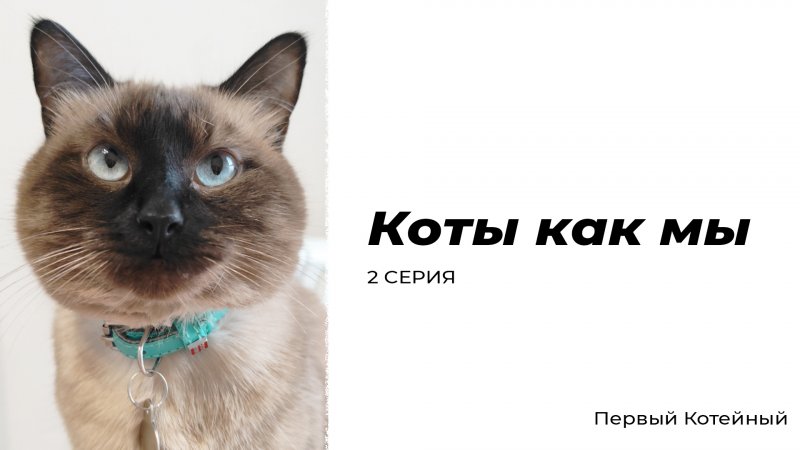 Коты как мы — 2 серия