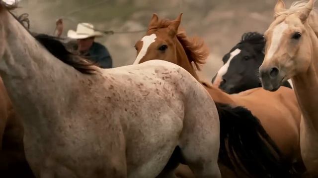 Дикие лошади смотреть онлайн