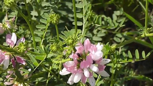 НЕМНОГО БОТАНИКИ: Вязель разноцветный смотреть онлайн