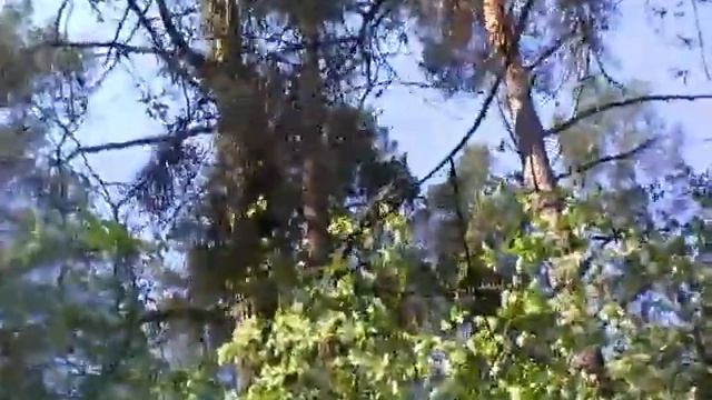 19 Apr 2020 черёмуха цветёт смотреть онлайн