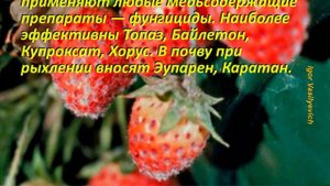 Опасные Болезни клубники. Способы и методы борьбы с болезнями клубники Защита и лечение от болезне