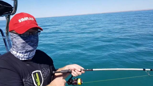 98CM SA BIG RED on BERKLEY GULP SQUID VISCIOUS смотреть онлайн