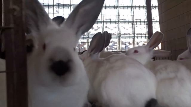 Бургундские, калифорнийские и шиншилловые кролики в хозяйстве Моряк/ЕвроКрол смотреть онлайн