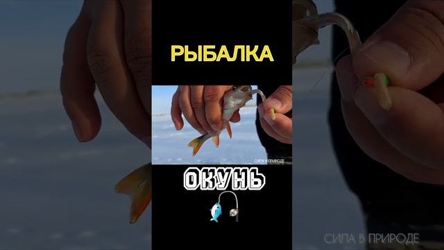 Рыбалка ? Хищник окунь Зимняя рыбалка #рыбалка #природа #fishing смотреть онлайн