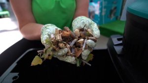 Выбираем садовый измельчитель