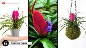 10 Variedades de PLANTAS DE AIRE o Tillandsias | Air Plants