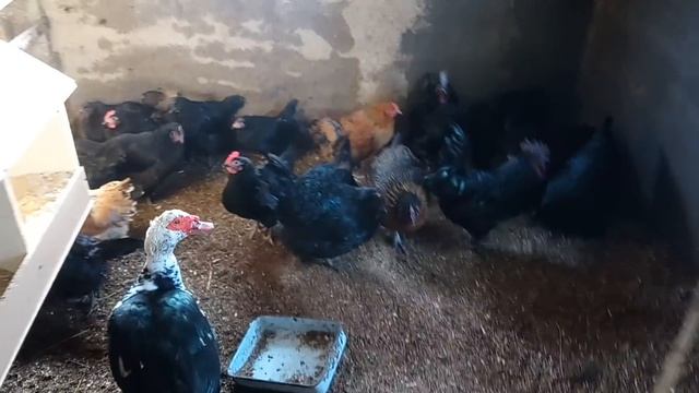 ЯЙЦО ПОРОДНОЙ ПТИЦЫ,ЗАЧЕМ ТАК ДОРОГО? смотреть онлайн