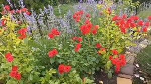 Лаванда в саду, с чем сочетать ? Lavender in the garden, what to combine with?