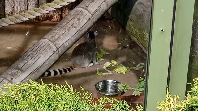 немножко летних вопоминаний из Зоопарка. Кошачий Лемур за обедом смотреть онлайн