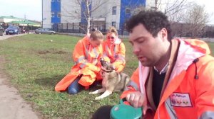 Евгений Кунгуров с коллегами и волонтерами на выгуле наших подопечных