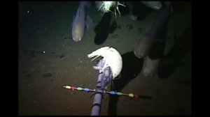 Facts: The Supergiant Amphipod (Alicella gigantea)