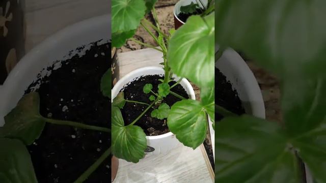 СУПЕР УДОБРЕНИЕ ДЛЯ РОСТА ГЕРАНИ! 🧡 смотреть онлайн