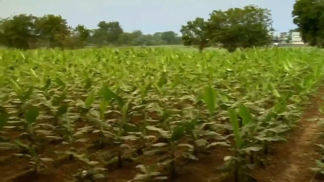 Капельное орошения в Израиле смотреть онлайн