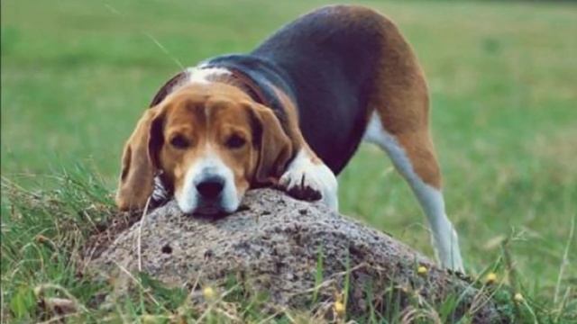 Эстонская гончая описание плюсы и минусы породы | Собаководство | Порода собак Эстонская гончая смотреть онлайн