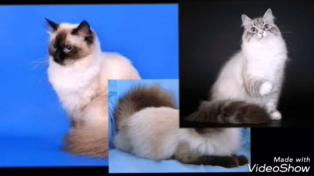 Все о породе:,,Невская маскарадная". смотреть онлайн