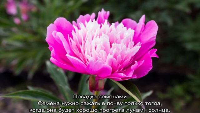 Пион Эдулис Суперба (Paeonia Edulis Superba) смотреть онлайн