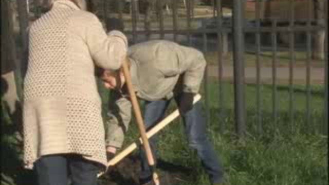Посадка деревьев
