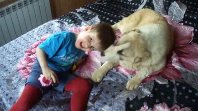 Продается девочка среднеазиатской овчарки. 89262362707 смотреть онлайн