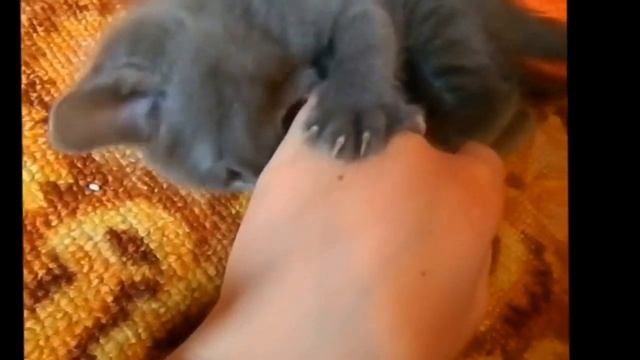 Взросление русской голубой кошки (ТОМ) смотреть онлайн