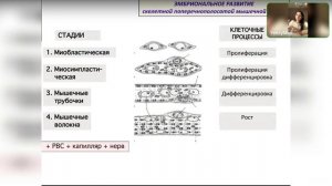 Гистология. Мышечные ткани. Общая характеристика и гистогенез