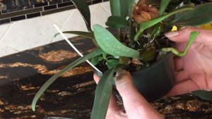 Мои бульбофиллумы. Bulb.Lobbii, A-Dorible Candy Ann. Уход за орхидеями,полив,свет,цветение.